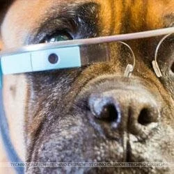 Dogs have a version of Google Glass